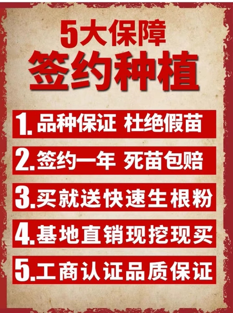 正宗浙江萧山青梅苗长农17酸梅子树苗假一赔十产地直发