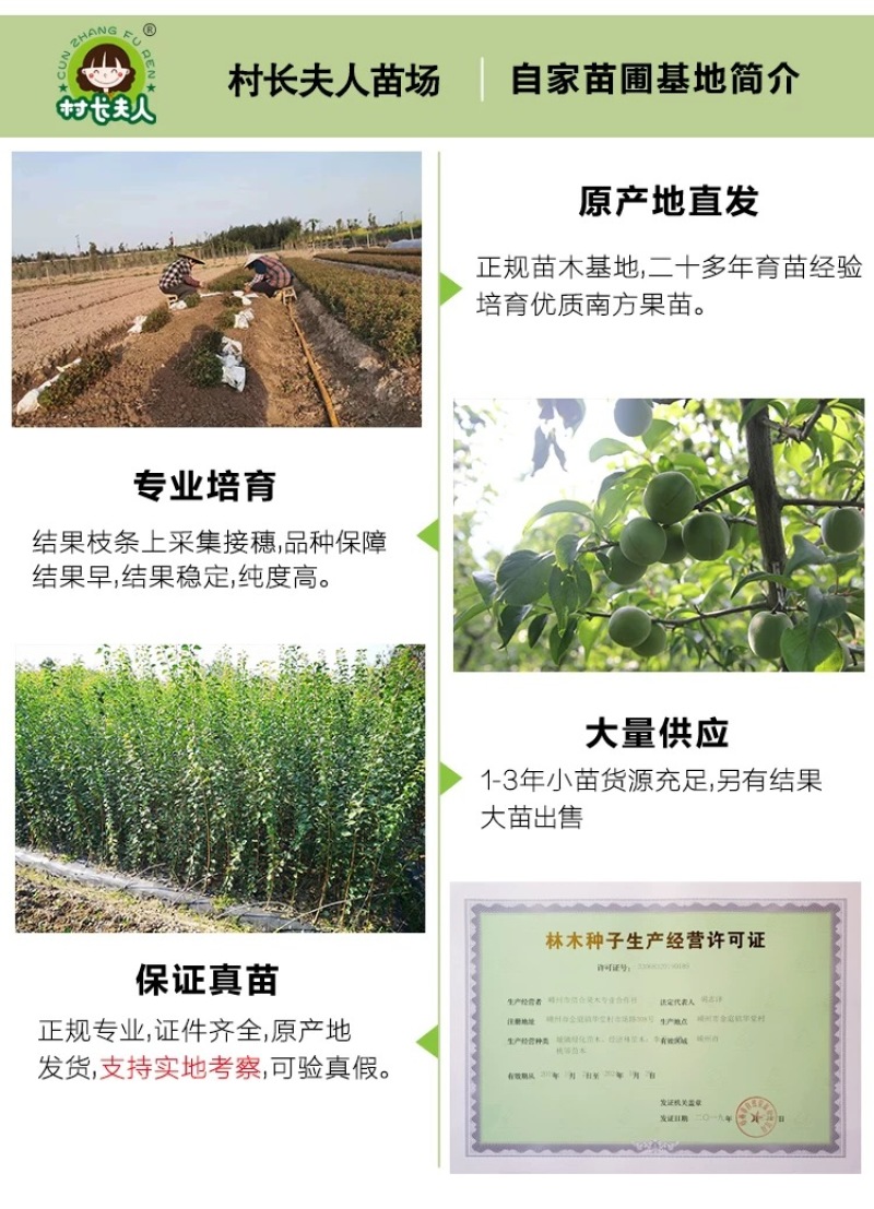 正宗浙江萧山青梅苗长农17酸梅子树苗假一赔十产地直发