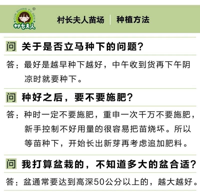 正宗浙江萧山青梅苗长农17酸梅子树苗假一赔十产地直发