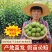 正宗浙江萧山青梅苗长农17酸梅子树苗假一赔十产地直发