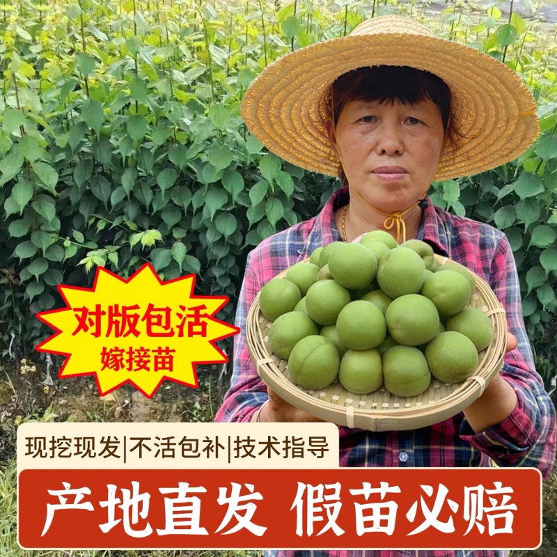 正宗浙江萧山青梅苗长农17酸梅子树苗假一赔十产地直发