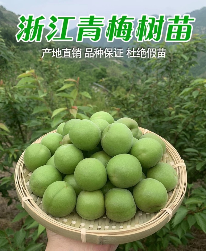 青梅苗浙江萧山青梅树苗长农17号酸梅子树苗假一赔十