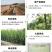青梅苗浙江萧山青梅树苗长农17号酸梅子树苗假一赔十