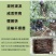 青梅苗浙江萧山青梅树苗长农17号酸梅子树苗假一赔十