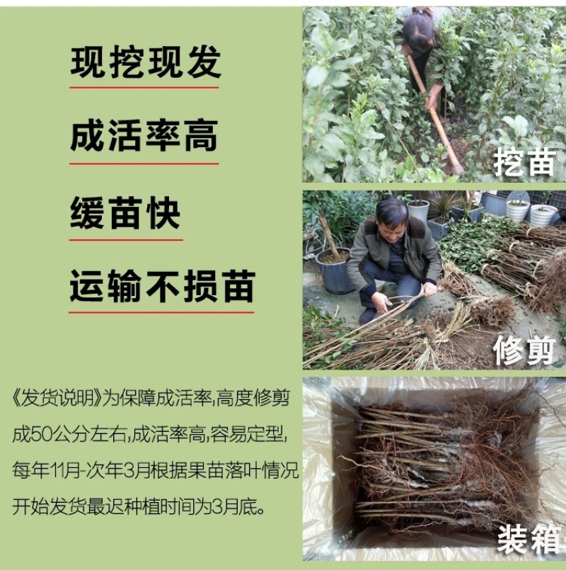 青梅苗浙江萧山青梅树苗长农17号酸梅子树苗假一赔十
