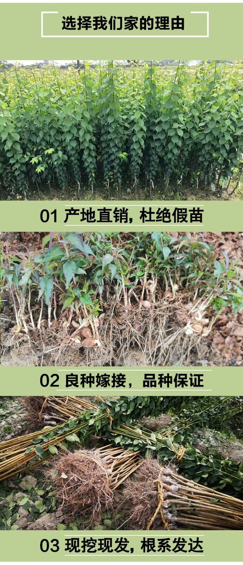 青梅苗浙江萧山青梅树苗长农17号酸梅子树苗假一赔十