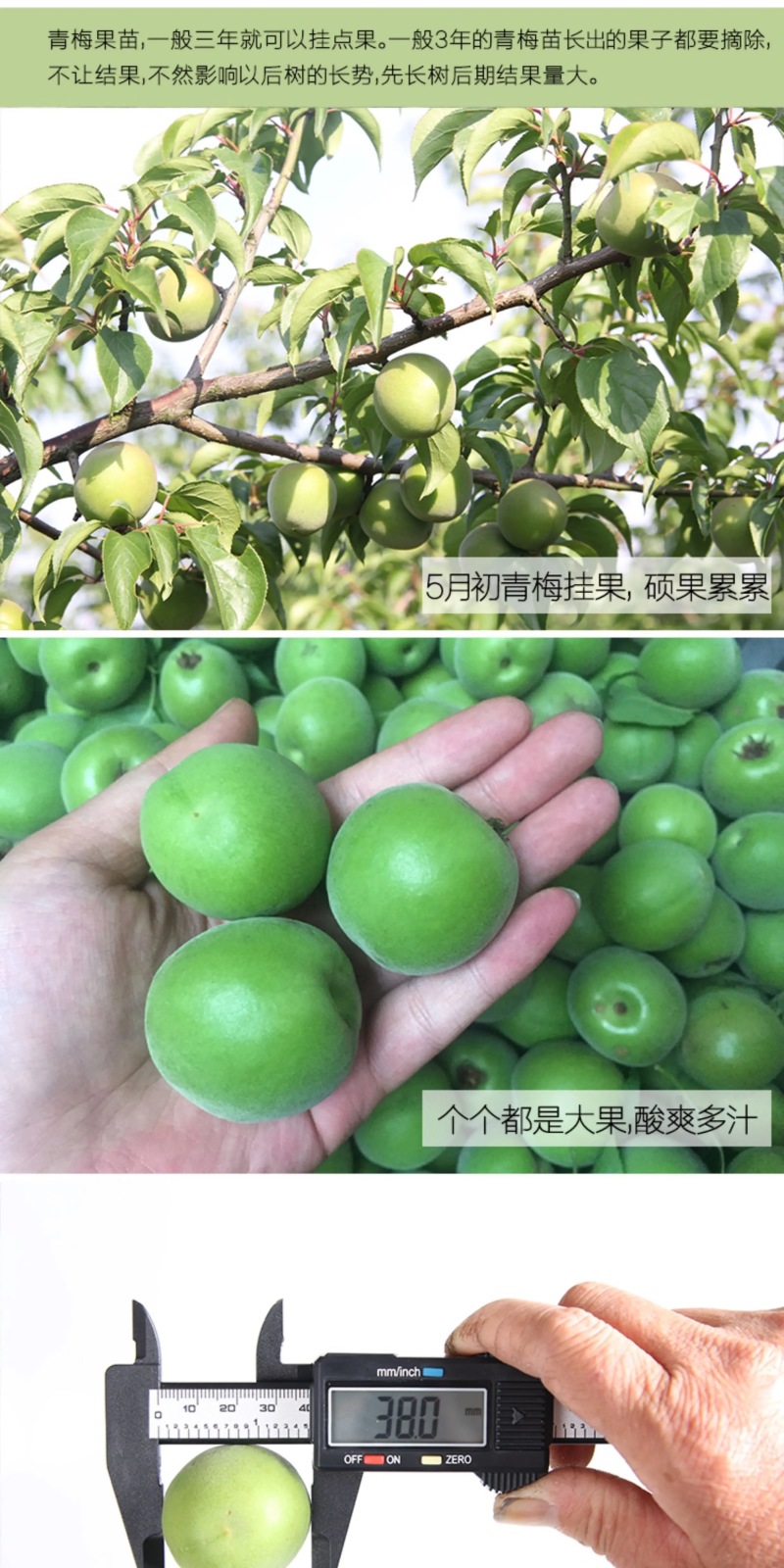 青梅苗浙江萧山青梅树苗长农17号酸梅子树苗假一赔十