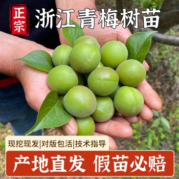 青梅苗浙江萧山青梅树苗长农17号酸梅子树苗假一赔十