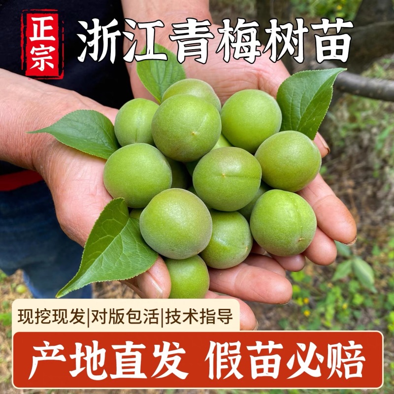 青梅苗浙江萧山青梅树苗长农17号酸梅子树苗假一赔十