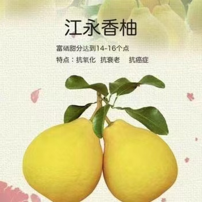 江永沙田柚对接电商市场商超一手货源保质保量可视频