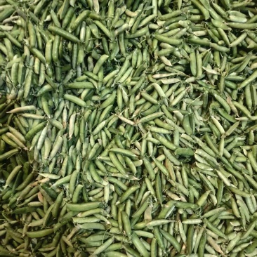 米易豌豆颜色翠绿粒粒饱满按需分拣打包提供网袋纸箱袋子等