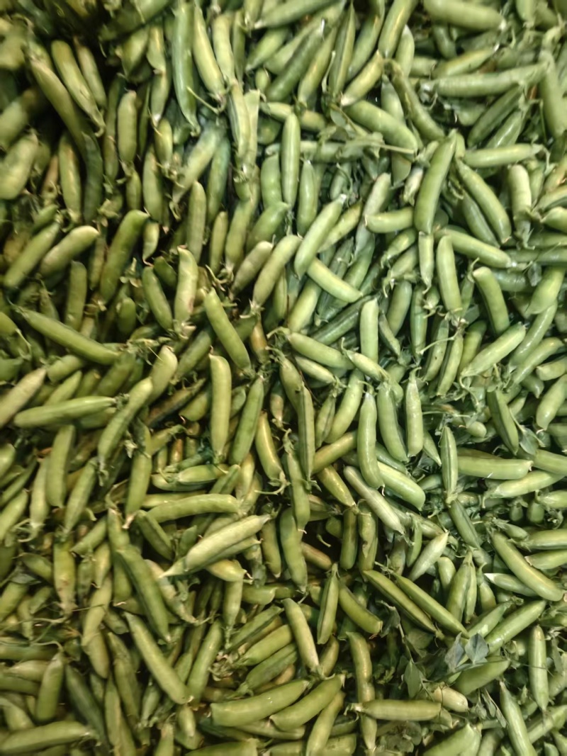 米易豌豆颜色翠绿粒粒饱满按需分拣打包提供网袋纸箱袋子等