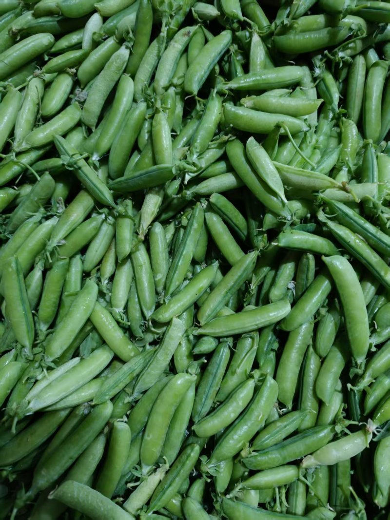 米易豌豆颜色翠绿粒粒饱满按需分拣打包提供网袋纸箱袋子等