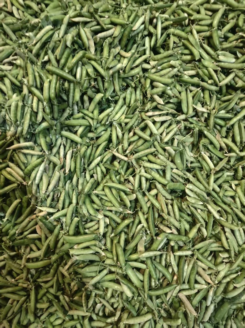 米易豌豆颜色翠绿粒粒饱满按需分拣打包提供网袋纸箱袋子等