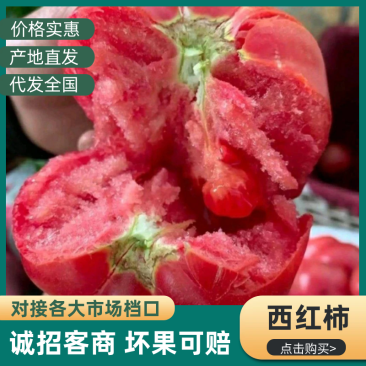 优质暖棚西红柿，硬粉西红柿新茬沙瓤大量上市