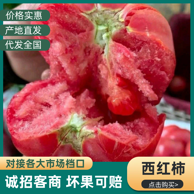 优质暖棚西红柿，硬粉西红柿新茬沙瓤大量上市