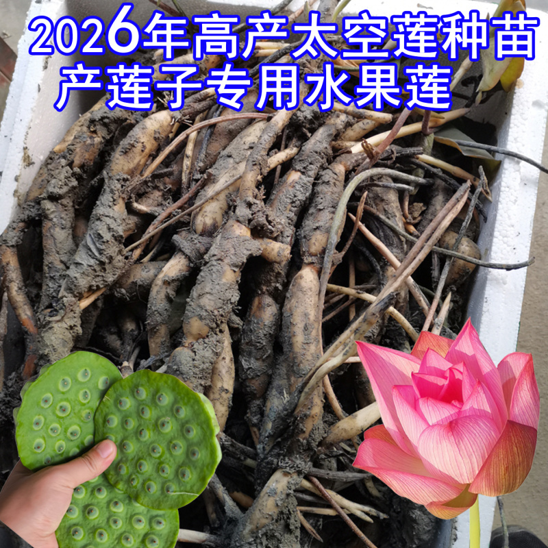 浅水藕食用藕种藕苗太空莲36号高产莲子池塘稻田盆养种植深