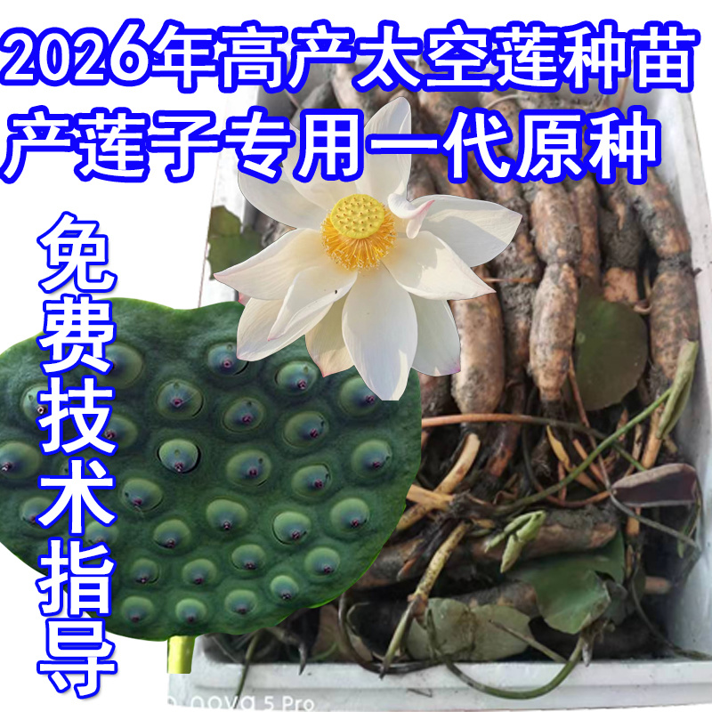 浅水藕食用藕种藕苗太空莲36号高产莲子池塘稻田盆养种植深