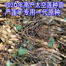 浅水藕食用藕种藕苗太空莲36号高产莲子池塘稻田盆养种植深