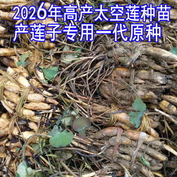 浅水藕食用藕种藕苗太空莲36号高产莲子池塘稻田盆养种植深