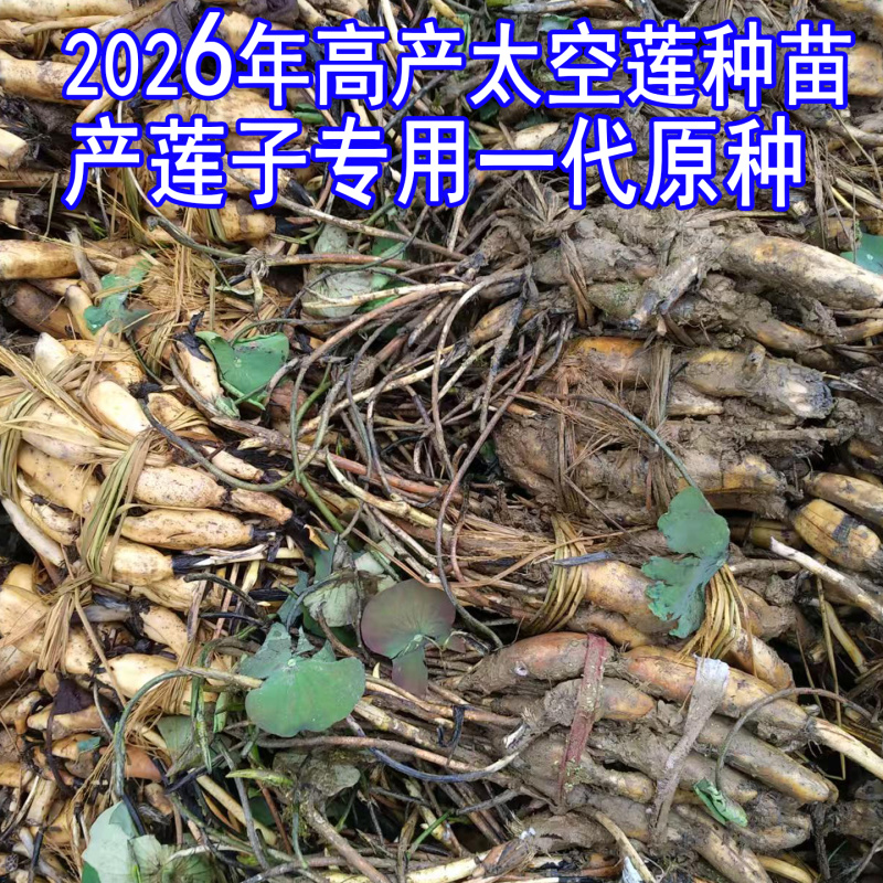 浅水藕食用藕种藕苗太空莲36号高产莲子池塘稻田盆养种植深