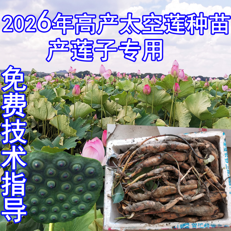 浅水藕食用藕种藕苗太空莲36号高产莲子池塘稻田盆养种植深