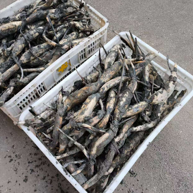 浅水藕食用藕种藕苗太空莲36号高产莲子池塘稻田盆养种植深