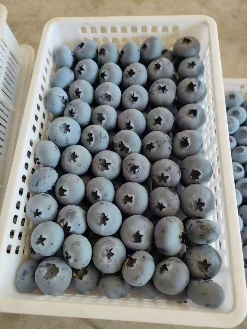 云南精选蓝莓L25花香蓝莓基地直供质量保证全国发货