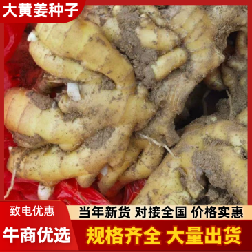 姜种产地品种规格齐全亩产过万专业技术指导全国发货