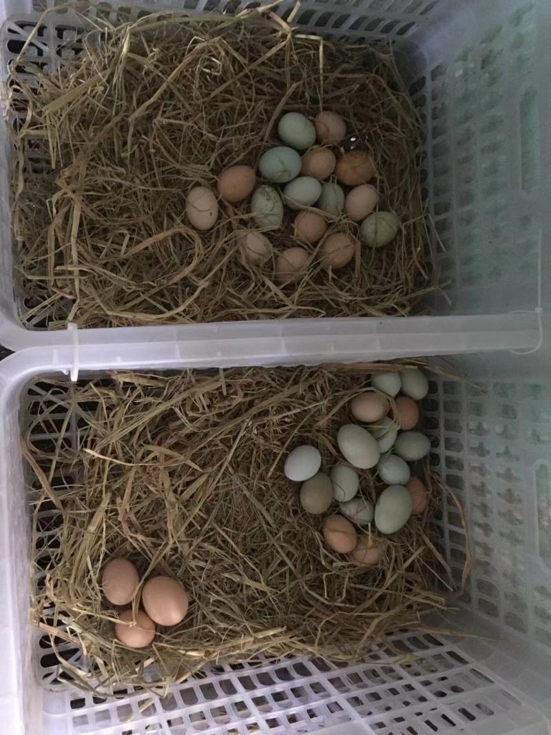 潜江柴鸡蛋一手货源全国接单提供纸箱蛋托泡沫箱垫稻壳接餐饮