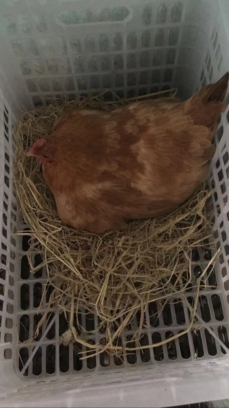 潜江柴鸡蛋一手货源全国接单提供纸箱蛋托泡沫箱垫稻壳接餐饮