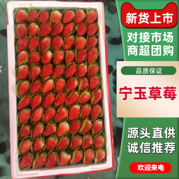 【精品宁玉草莓】宁玉草莓/草莓品质好果质优对接批发