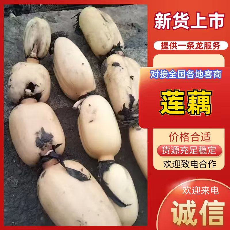 莲藕3735下检陕西省汉中市莲藕一手货源，产地直发