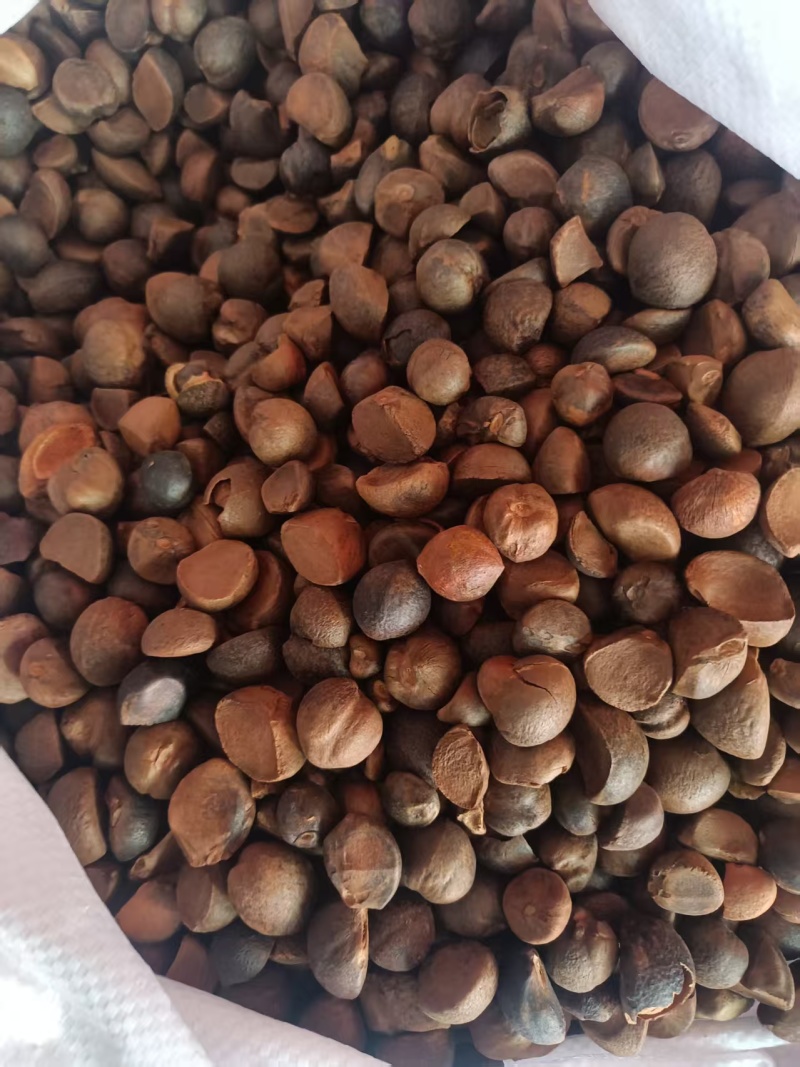 山茶油厂家直销，规格齐全，品质保证，可视频看货代发全国