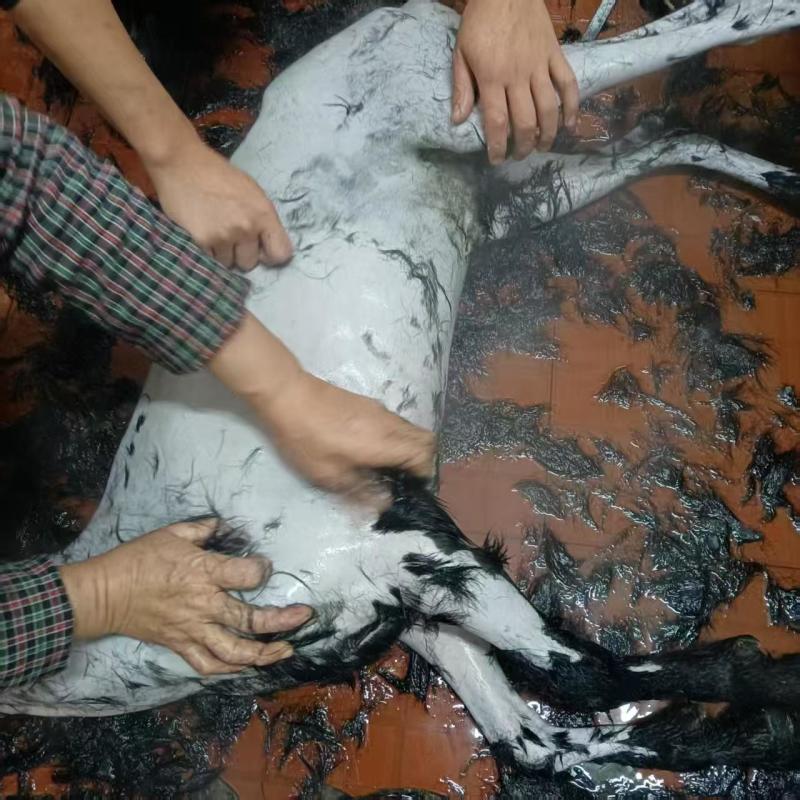 广东活羊黑山羊，每条50斤左右，可视频看货，欢迎电联