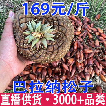 巴拉那松子松球长粒干果巴西松子云南巴拉纳松子批发代