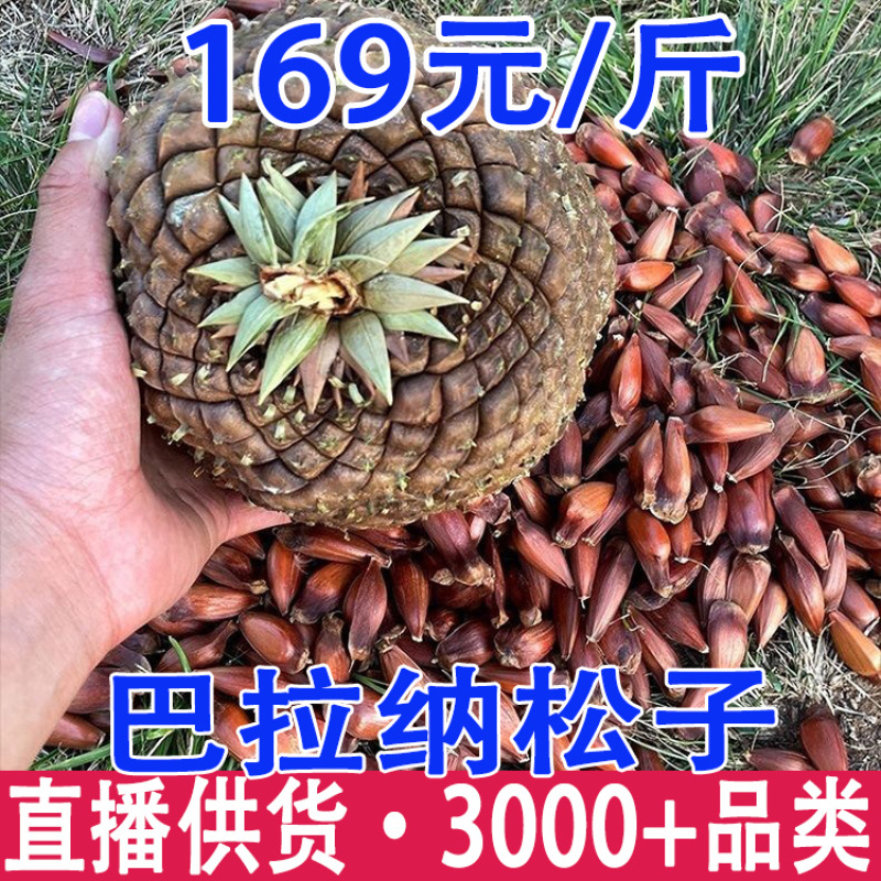 巴拉那松子松球长粒干果巴西松子云南巴拉纳松子批发代