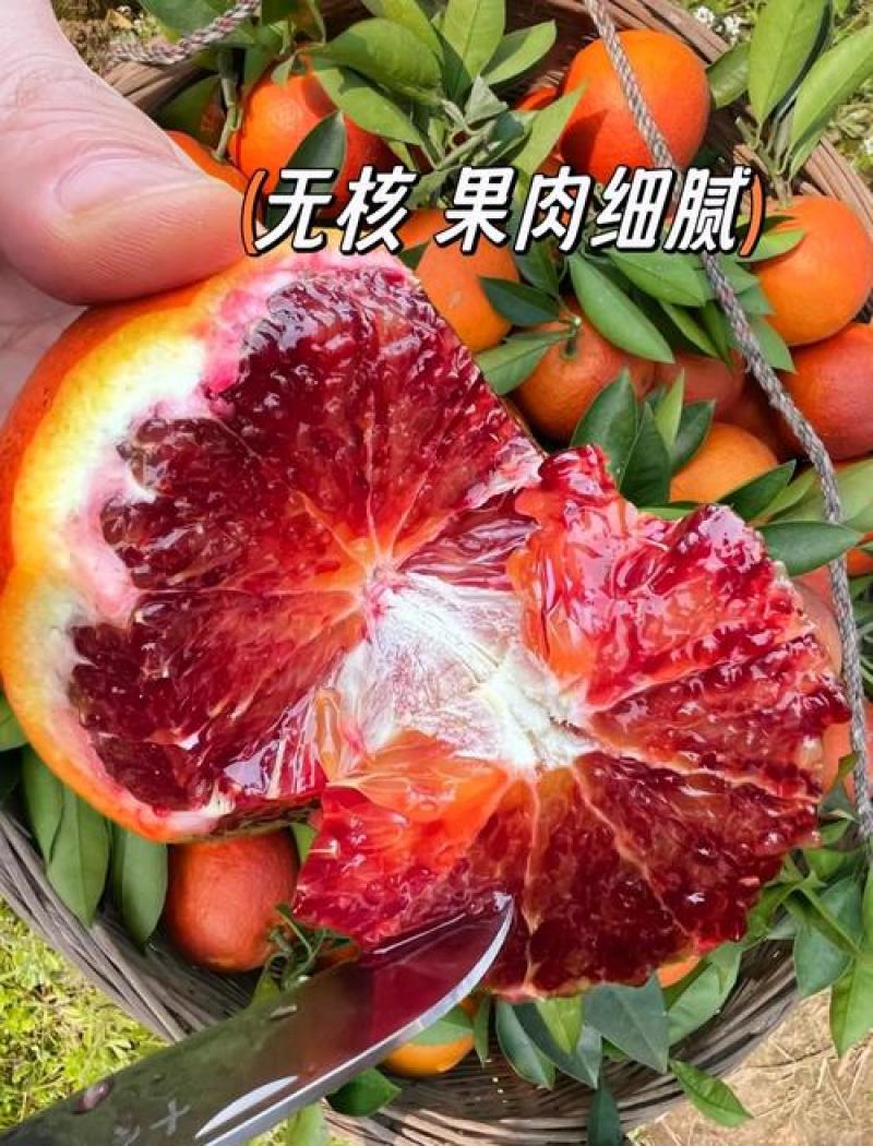 四川血橙塔罗科血橙产地直发一手货源全国发货