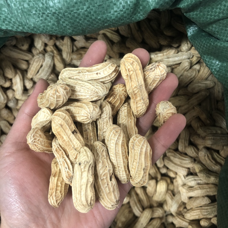 七彩花生云南特产带壳晒干新货花生粒熟原味咸干七彩彩花生