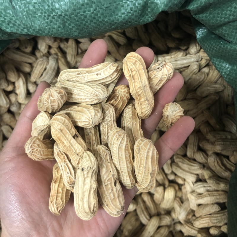 七彩花生云南特产带壳晒干新货花生粒熟原味咸干七彩彩花生