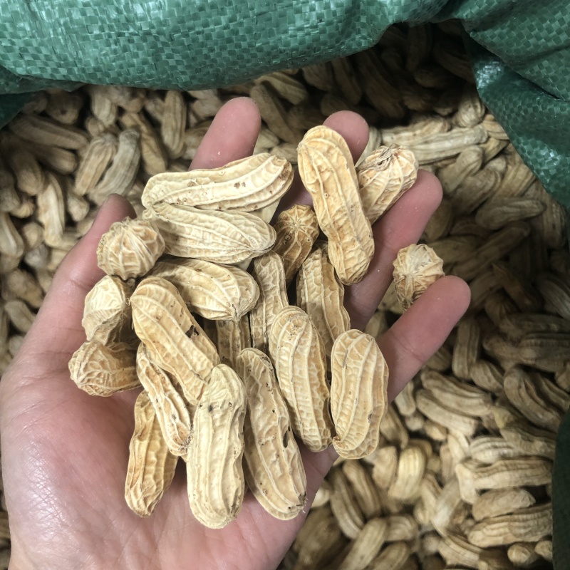 七彩花生云南特产带壳晒干新货花生粒熟原味咸干七彩彩花生