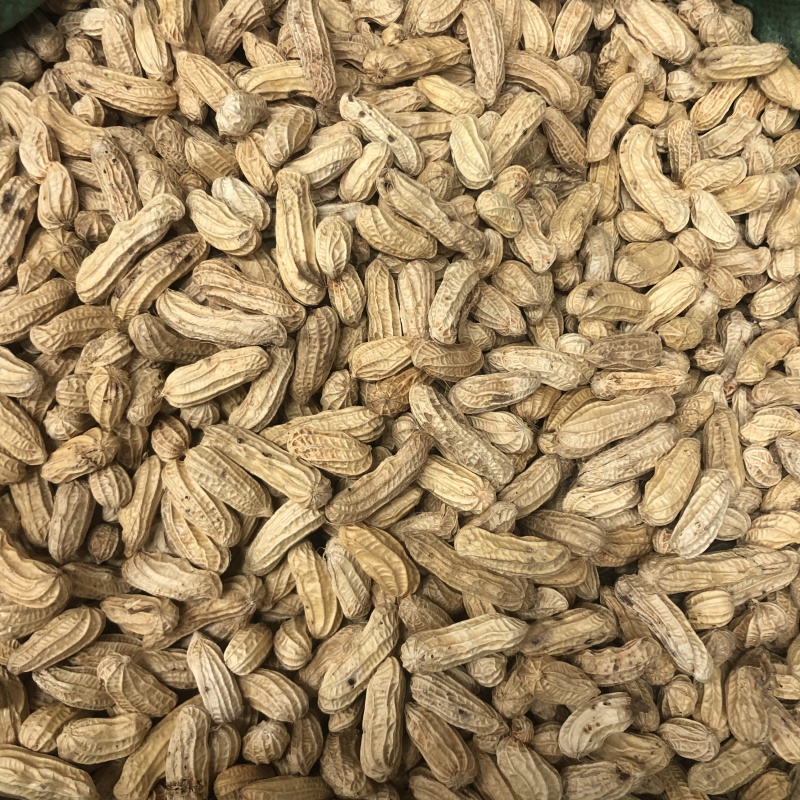七彩花生云南特产带壳晒干新货花生粒熟原味咸干七彩彩花生