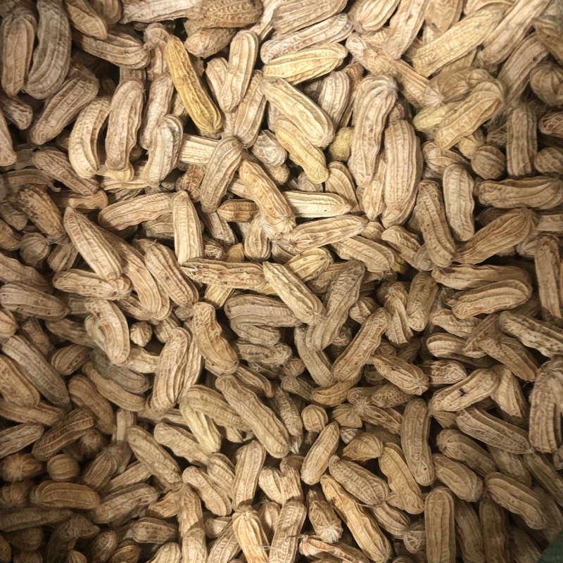 七彩花生云南特产带壳晒干新货花生粒熟原味咸干七彩彩花生