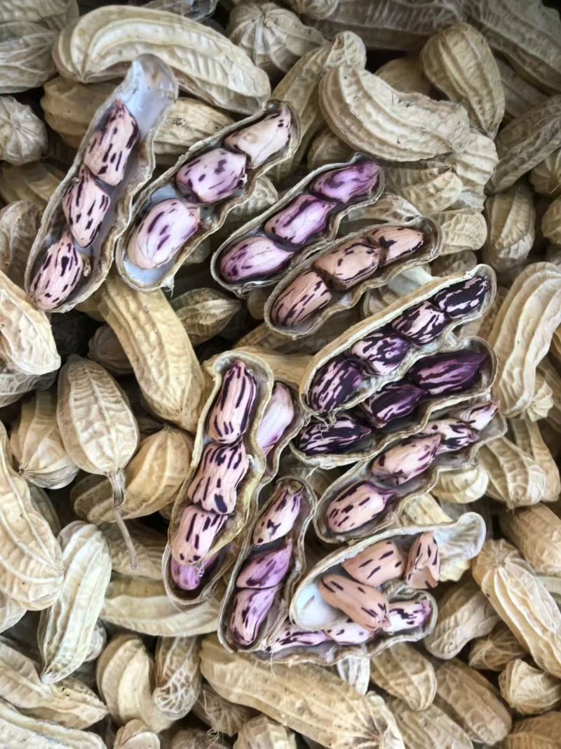 七彩花生云南特产带壳晒干新货花生粒熟原味咸干七彩彩花生