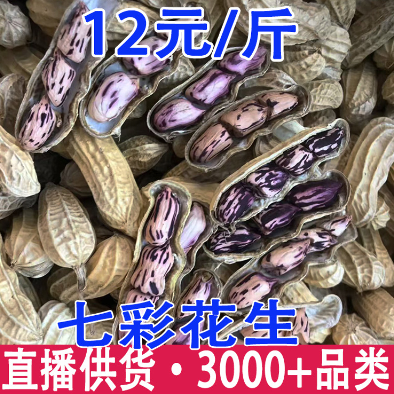 七彩花生云南特产带壳晒干新货花生粒熟原味咸干七彩彩花生