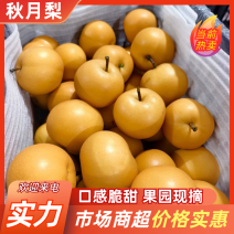 秋月梨口感好质量有保证诚信第一位脆甜保证客户售后