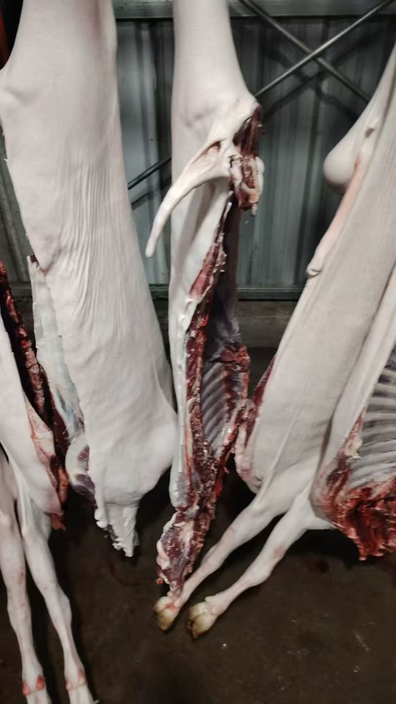 黑山羊肉大量现货供应，自家养殖，常年供应全国包邮