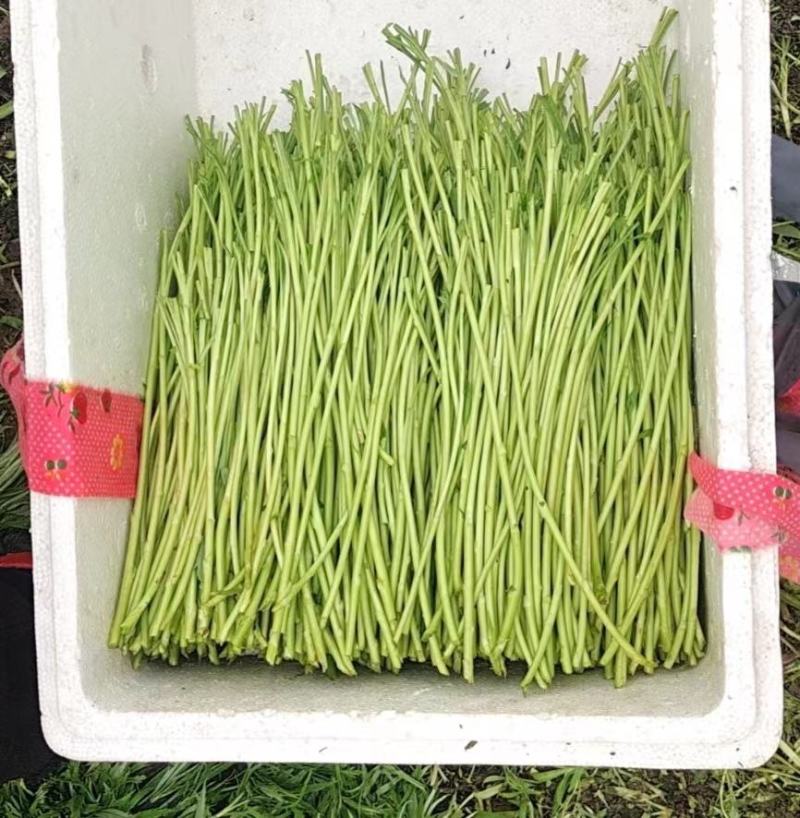 江苏精品芦篙产地直销品质保证量大从优对接市场商超