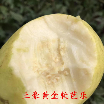 【台湾黄金奶油芭乐土豪款】当季鲜品非红心芭乐5斤新鲜水果