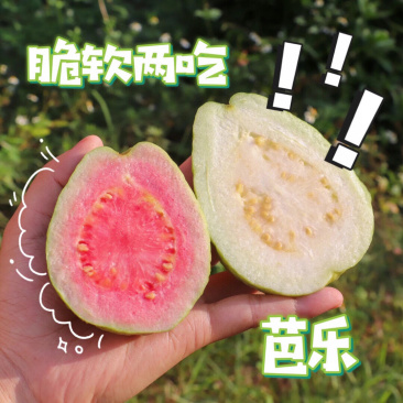 【福建奶油芭乐+红心芭乐组合】番石榴现摘现发5斤新鲜水果